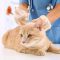 آیا ویروس کووید-۱۹ از گربه ها منتقل می شود