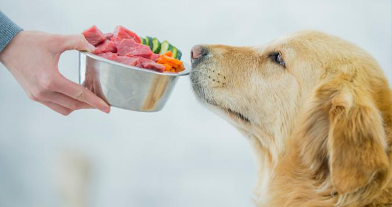 تغذیه سگ