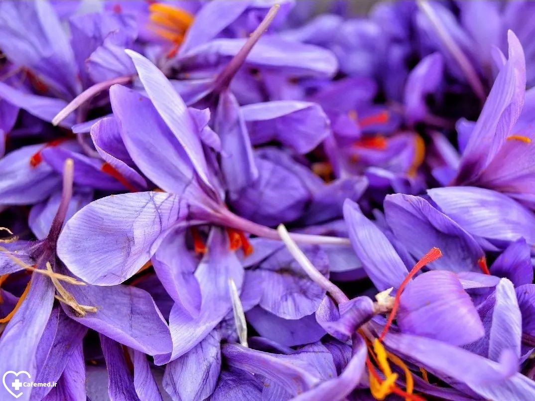 گلبرگ زعفران