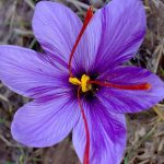 عکس گلبرگ زعفران